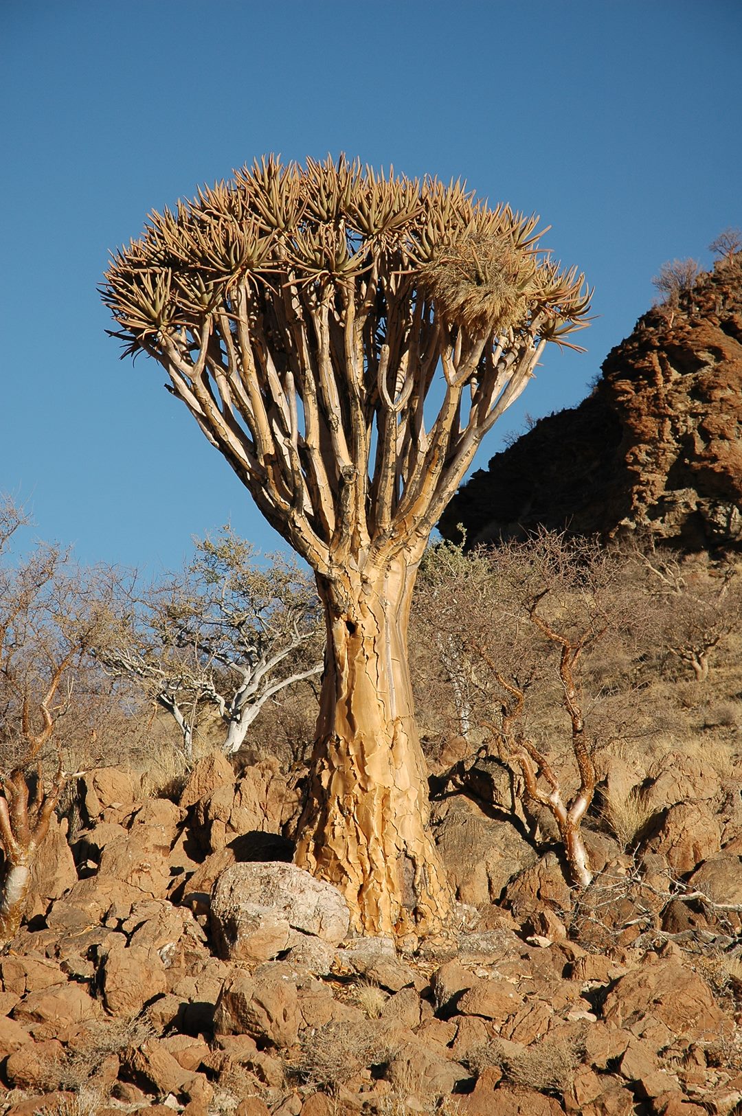 273   Namibia